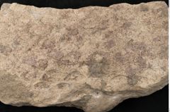 Foto (Detailansicht) von Lepidodendron aculeatum St. (NHMW-GEO-2024-0188-11020)